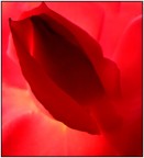 cuore rosa