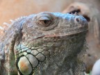 IGUANA VERDE