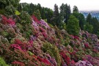 Collina in fiore nel parco della Burcina,
a Pollone, in quel di Biella.