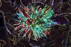 Glassesflower