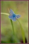 Licenide