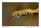 Biscia d'acqua
