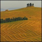 grafismo naturale