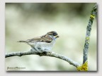 Passerotto