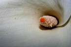 fiore