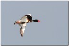 Volpoca in volo