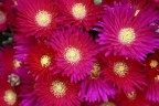 rosso/rosa