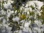 Neve primaverile