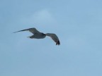 gabbiano in volo