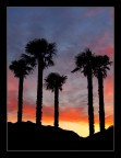 palme al tramonto