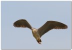 nitticora in volo