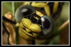 Libellula