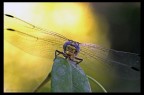 Libellula