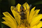 Ape su fiore