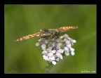Farfalla