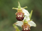 Orchidea