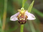 orchidea2