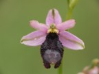orchidea3