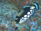 pesce balestra