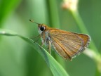 Thymelicus acteon