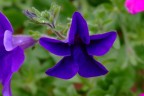 Iso 100 f3.2 1/125s fuji s5600
fcolor  hard defin.