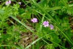 ISO100 F4,5 1/280s fuji s5600
fcolor normal def.
macro+cavalletto
