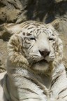 Tigre Bianca