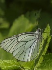 Pieride del biancospino (maschio) Pieride del biancospino (maschio)