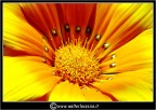 Fiore