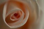 morbida rosa...