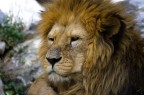 Il Leone