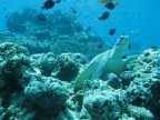acquario? no, splendida realta'!