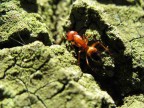 Formica rossa