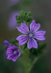 Ciao, un fiore di malva, foto fatta in ombra, con il 50 mm 1.8 della canon e una 350D. Quello che non mi soddisga  l"l'impastatura"d ella immagine. Secondo voi da cosa puo dipendere^?
tempo 1/2000, priorit di apertura (1.8). Il file potrebbe aver perso qualcosa per la compressione, ma anche in originale non  molto meglio.


Originale in varie "misure" disponibile qui:
http://www.lordbye.it/gallery2/main.php?g2_view=core:ShowItem&g2_itemId=7108
sempre con nome fiore3

Grazie