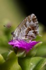 Farfalletta