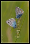 Tandem