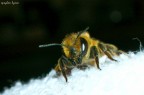bianco nero ....e giallo