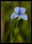 Fantasie blu