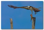 falco pescatore con preda