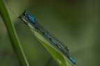 Libellula interista