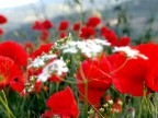 bianco e rosso