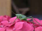 verde pisello
