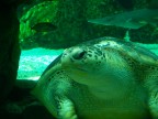 Foto scattata all'acquario di genova, l'ambiente era molto buio e ho dovuto usare 800iso la serie completa qui: [url]http://www.webalice.it/mamhulk/mamhulk/acquario.html[/url]
