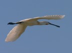 spatola in volo 2
