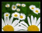 se ci provi ti tiro un petalone!