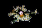 fiori