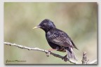 Sturnus