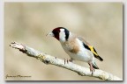 Carduelis secondo