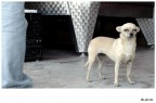db.canino