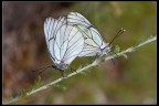 Butterflies in love
